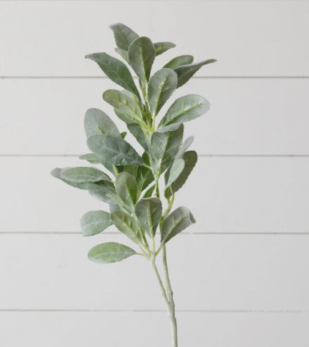 Pick - Lambs Ear