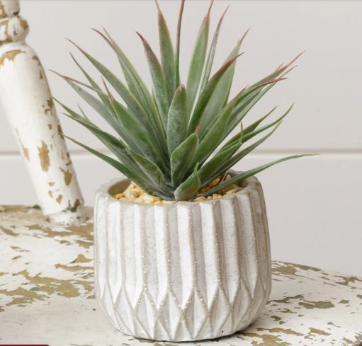 Potted Succulent