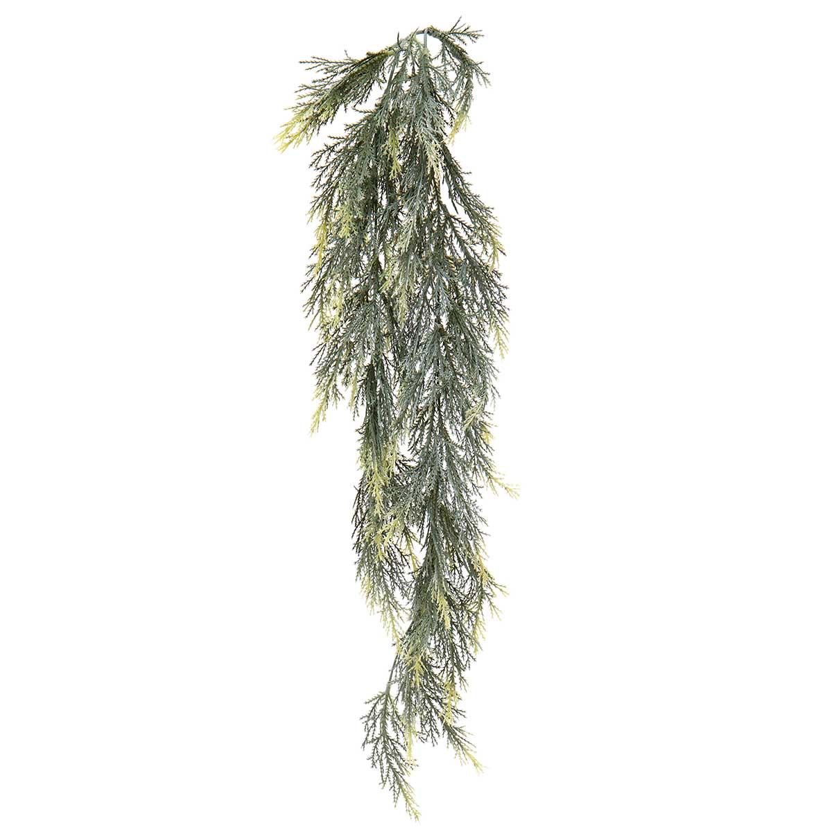 CEDAR HANGING BUSH