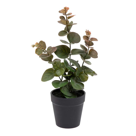 GREEN EUCALYPTUS IN BLACK POT SMALL