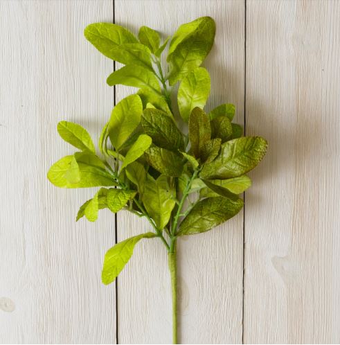 Pick - Beech Leaves