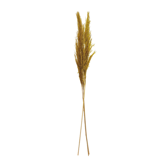 Dried Natural Pampas Grass Bunch