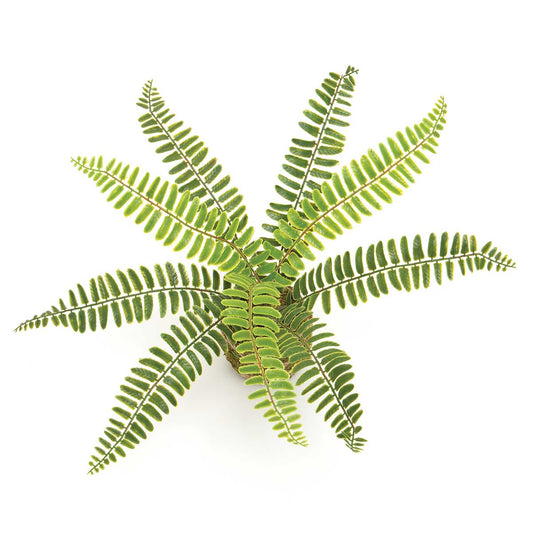 Boston Fern on Moss Ball Wrapped with Twine 14"x9"