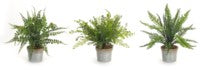 Potted Fern (3 Asst)